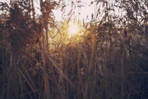 resized_24_fallback